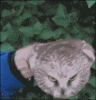 Brugeravatar